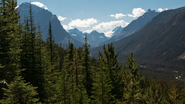 Spruce forest below a glaciated mountain ridge