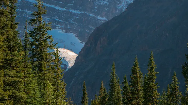 A steep glacial valley seen through the tops of evergreen trees