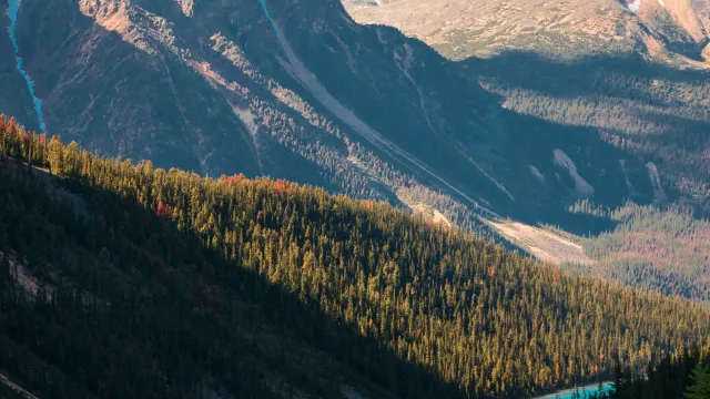 Autumn larch forest on a mountainside above a turquoise lake